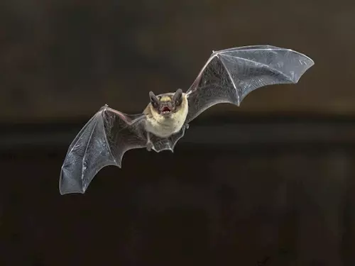 Mezinárodní noc netopýrů proběhne letos i na zámku v Manětíně