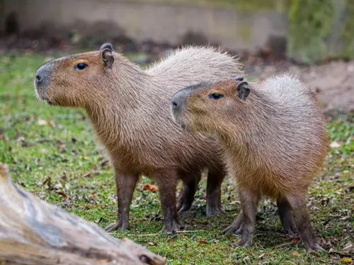Kapibary v Zoo Praha