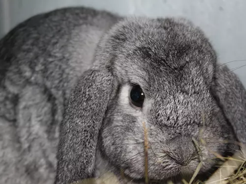 Pouťová výstava králíků, holubů, drůbeže, kaktusů a květin