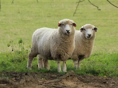 Selský den – Mistrovství České republiky ve stříhání ovcí