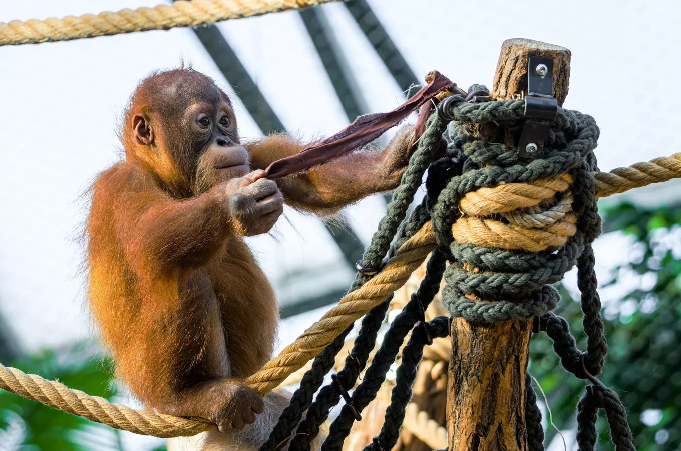 Děti za korunu do Zoo Praha