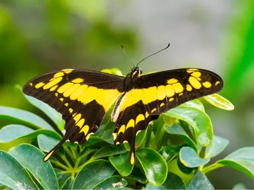 Pražská Papilonia se znovu otevřela všem milovníkům motýlů