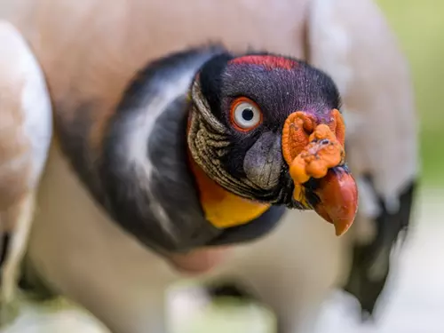 Mezinárodní den povědomí o supech a kondorech v Zoo Praha 2025