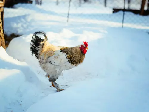 Eko farma, Kudy z nudy, dovolená na venkově