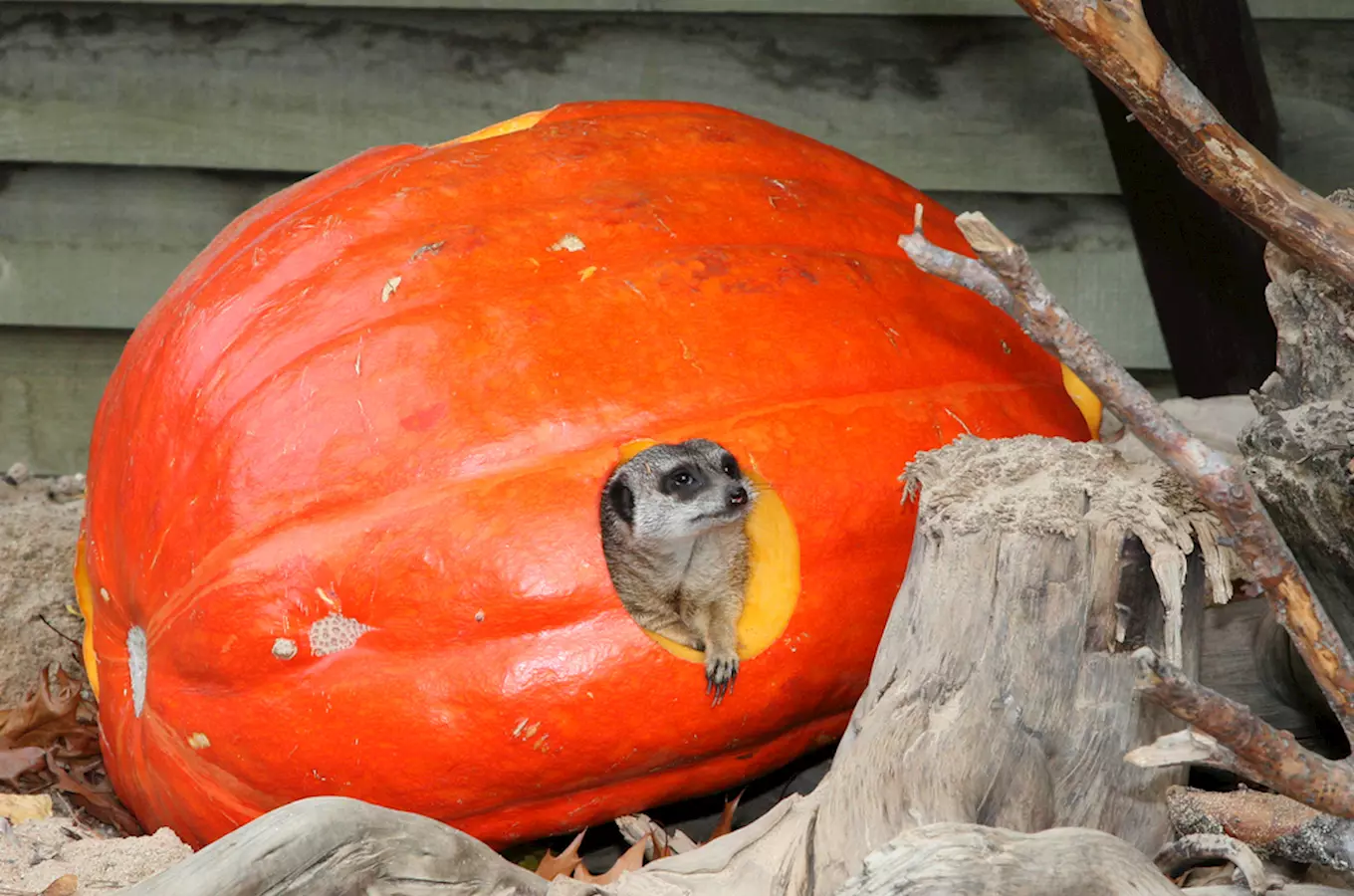 Podzimní prázdniny začínají v zoo Děčín v sobotu
