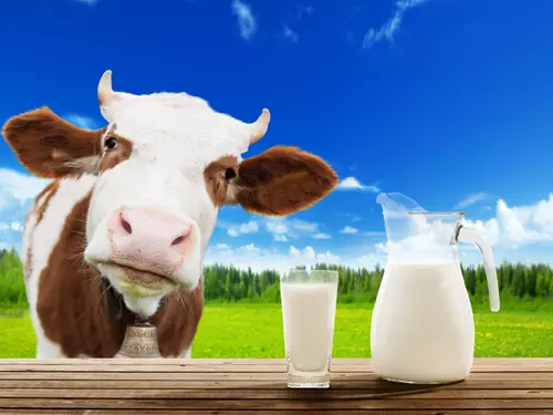 Mlékomaty farmy Kolný v Českých Budějovicích – od kravičky přímo k vám