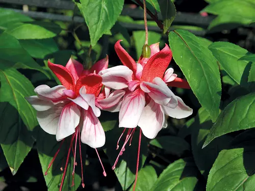 Fuchsie v Buchlovicích – každoroční  tradiční výstava fuchsií