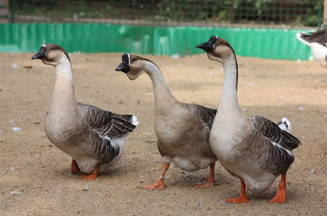 Zoopark Vyškov chystá vánoční program a na příští sezonu jezírko s průhledem pod hladinu