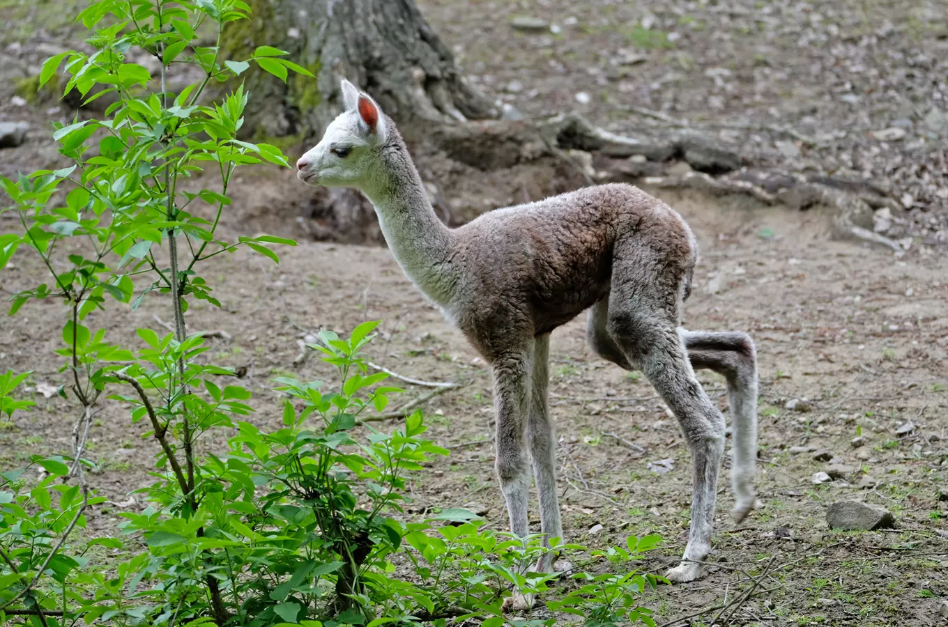 Zoo Brno je plná mláďat! Přijďte se na ně podívat