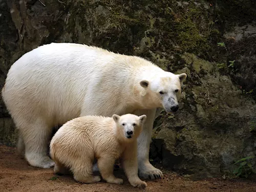 Mezinárodní den ledních medvědů v Zoo Brno