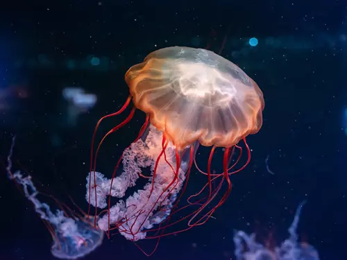 Zoo Mořský svět – největší mořské akvárium v České republice