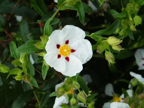 Cistus ladanifer