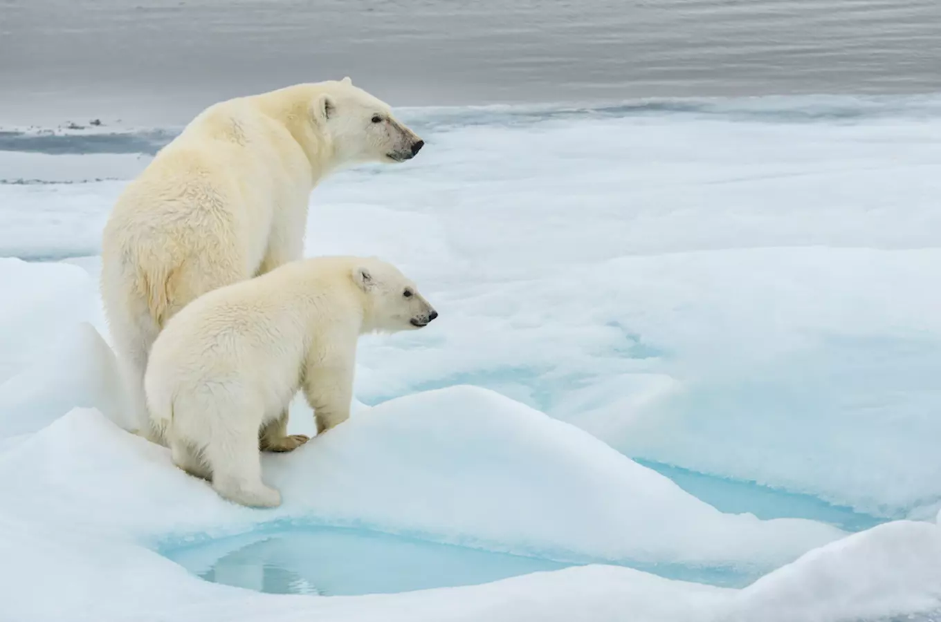 Lední medvědi slaví svůj svátek: připomeňte si mezinárodní den ledních medvědů