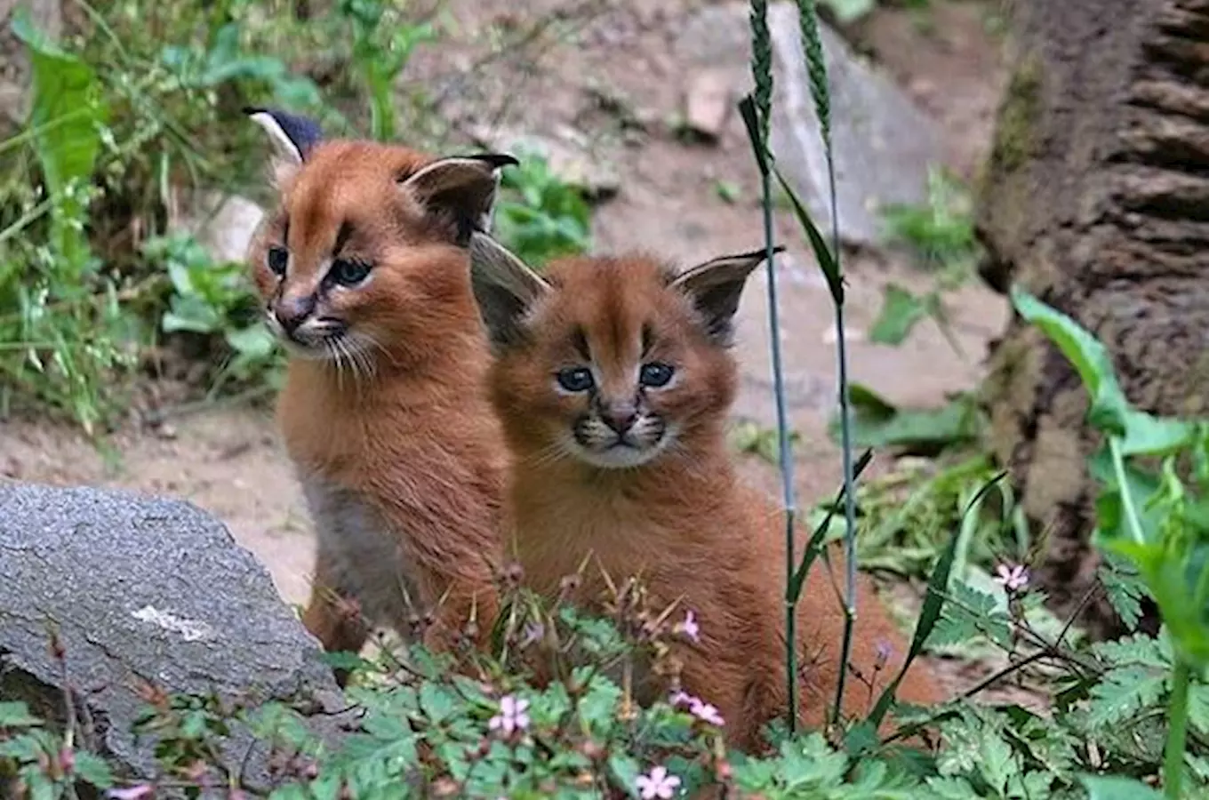 Zoo Jihlava oslavuje letos 60 let trvání