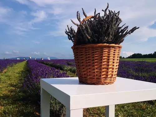 Levandulová farma, levandulové pole Levandule de Žermanické moře - de Levandule Zdroj: https://www.kudyznudy.cz/aktivity/nova-aktivita