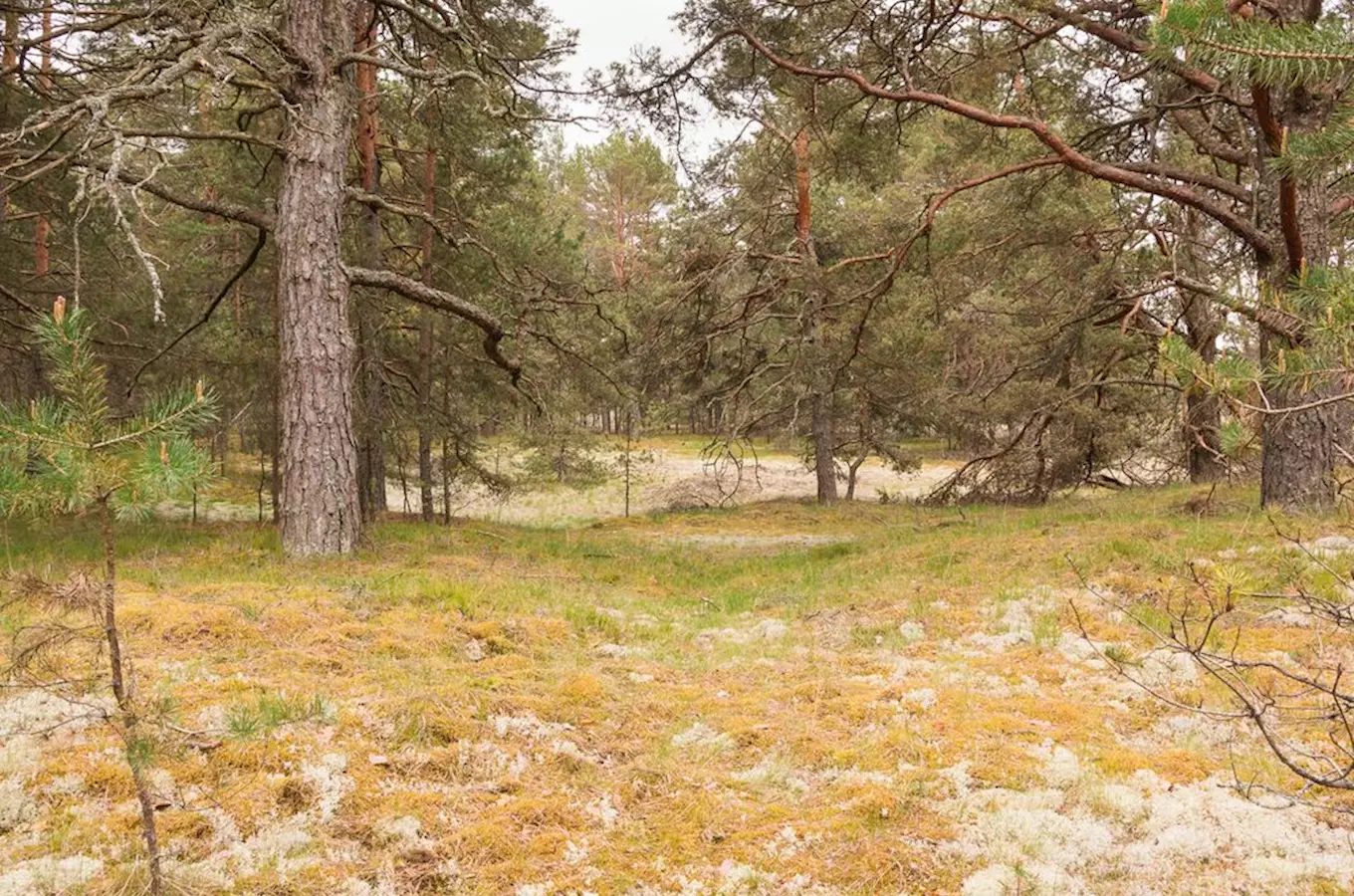 Přesypy u Rokytna – nejrozsáhlejší česká poušť