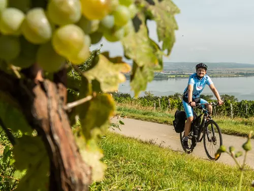 Krajem vína – Na kole a pěšky za vůní Pálavy
