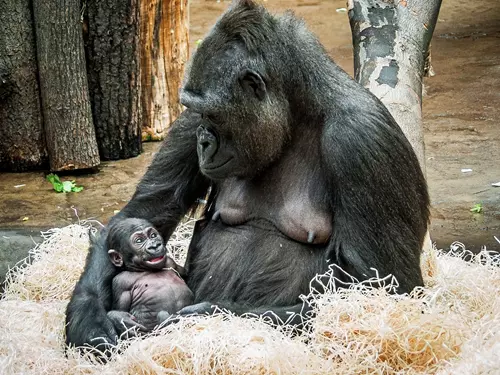 Mojin život v Rezervaci Dja v Zoo Praha 