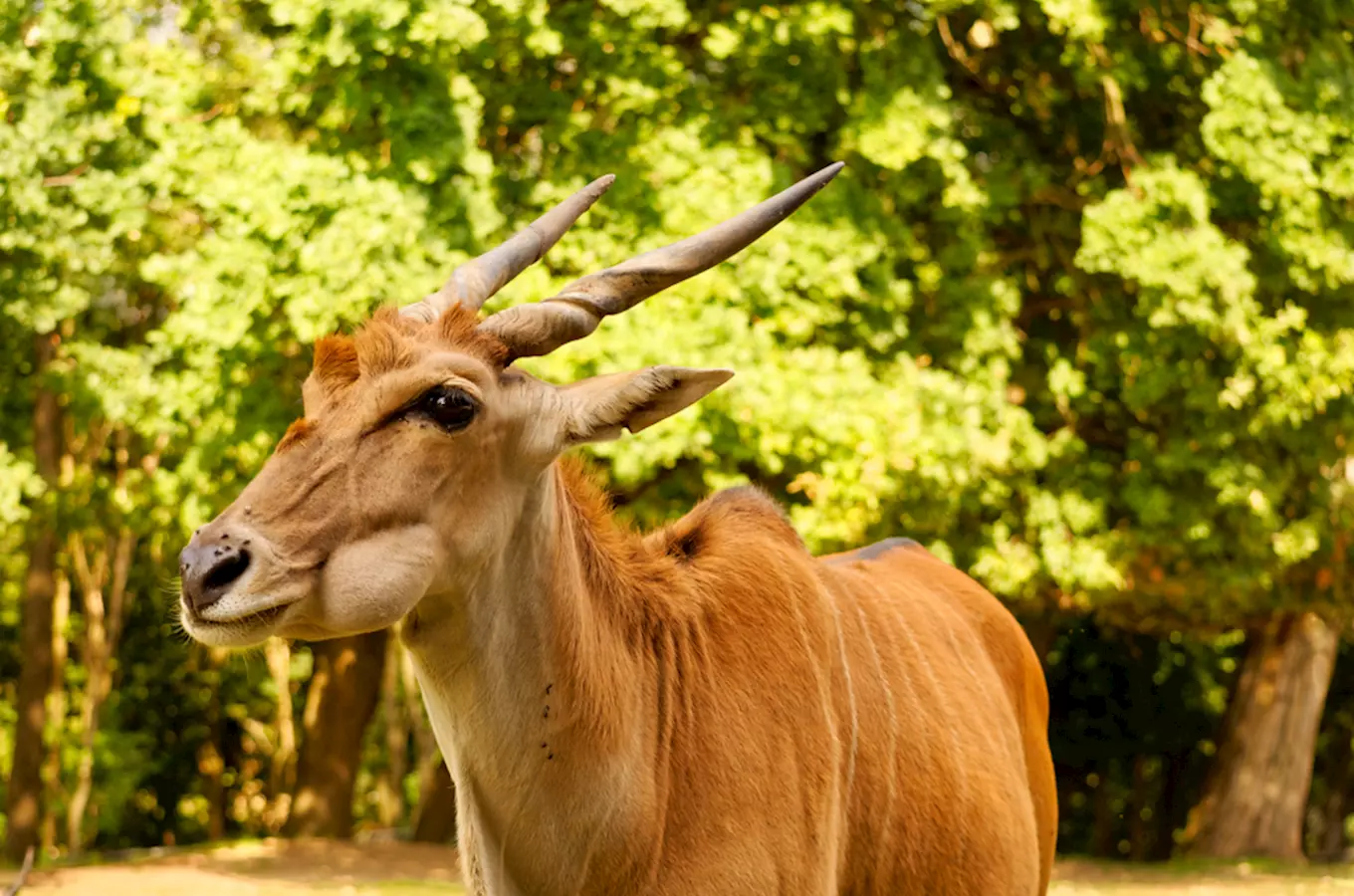 Safari Park Dvůr Králové – Afrika na dlani