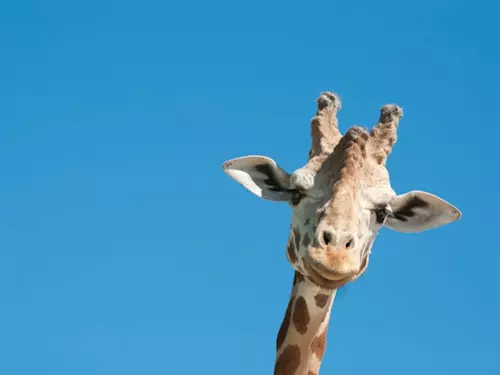 Jihlavská zoo zavádí chov žiraf a otevírá nový pavilon