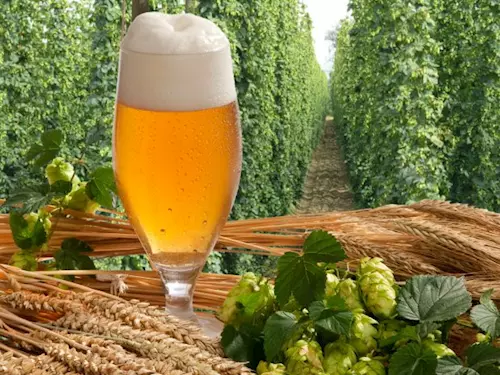 Pivní a vinařská turistika v Česku – zájezdy za pivem a vínem