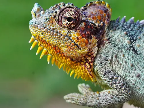 Chraňte během chameleony v Zooparku Zájezd