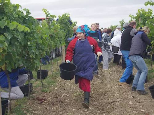 Retro vinobraní a Mistrovství ve sběru hroznů ve Valticích
