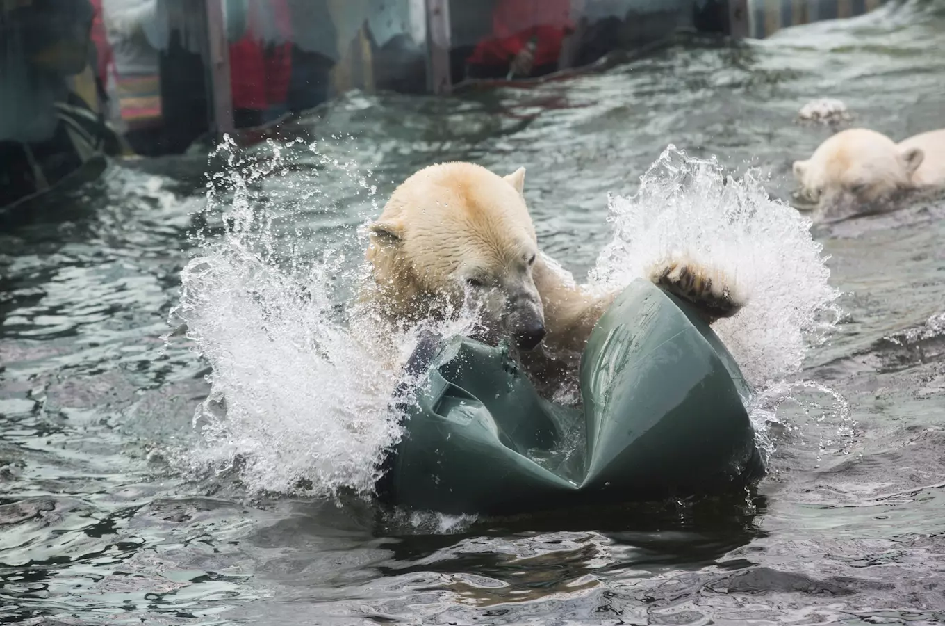 Mezinárodní den ledních medvědů v Zoo Praha 2025