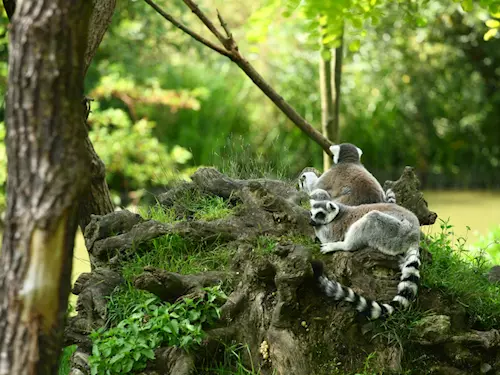 Zoo Zlín – jedno z nejkrásnějších míst celé Moravy 