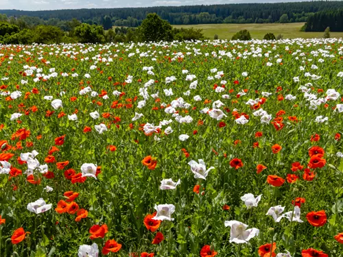 Českomoravská vrchovina, Kudy z nudy, Vysočina