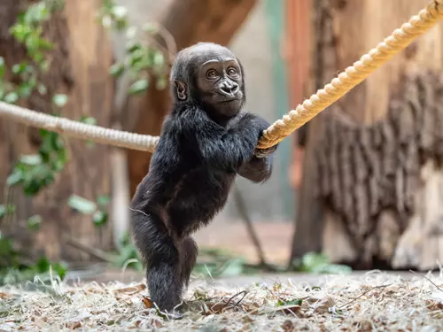 Mobi prozkoumává svět – malá gorilka v Zoo Praha se učí chodit