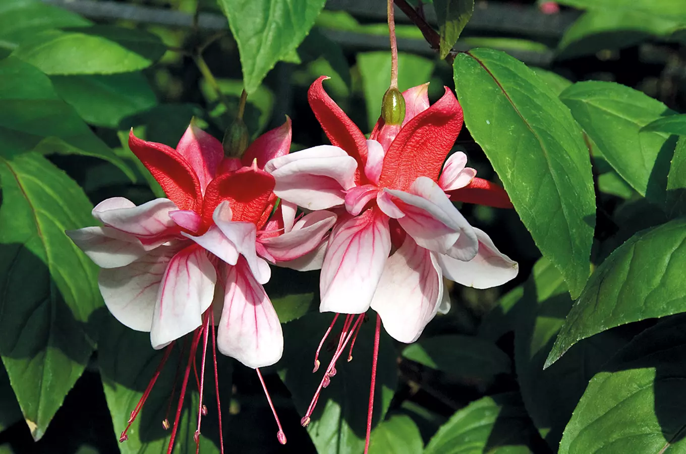 Fuchsie v Buchlovicích – každoroční  tradiční výstava fuchsií