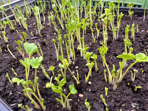 Vitenplant – Květinová a bylinková biofarma