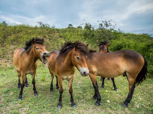 Rezervace divokých koní v Podyjí