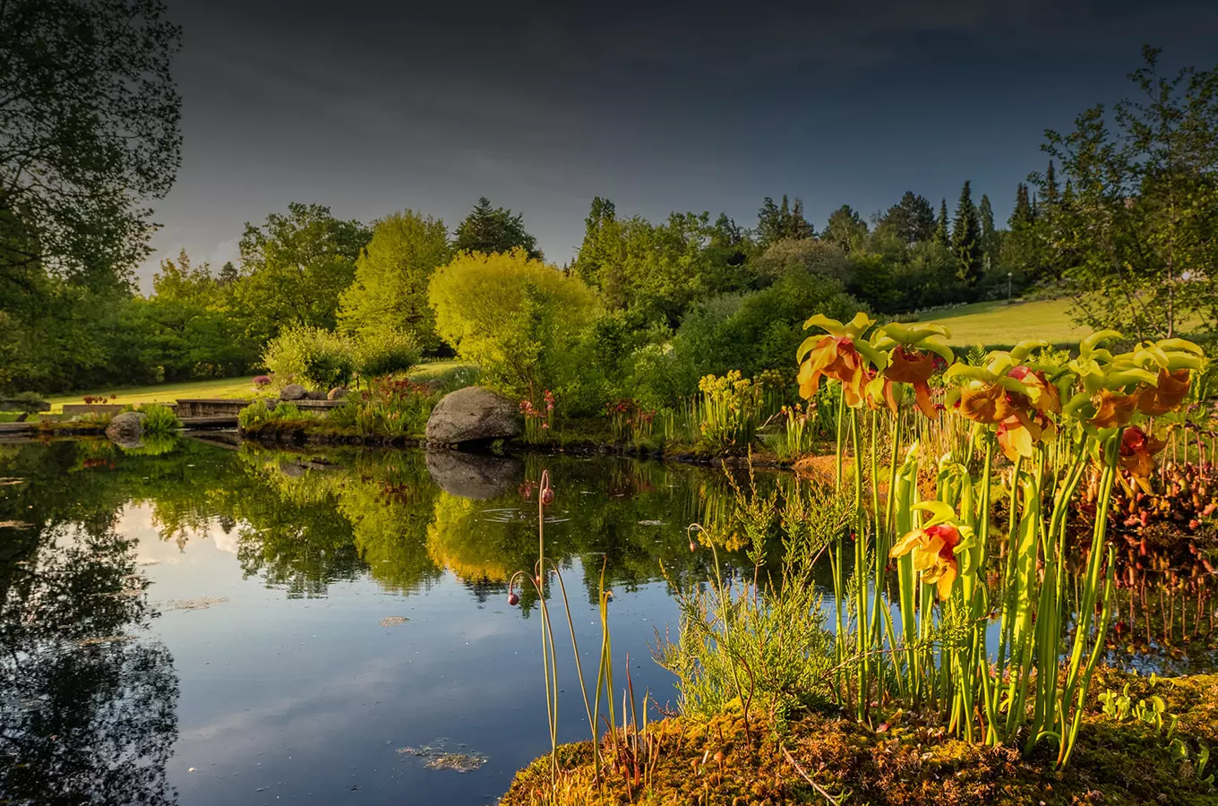 Zdroj foto: Botanická zahrada a arboretum Mendelovy univerzity v Brně