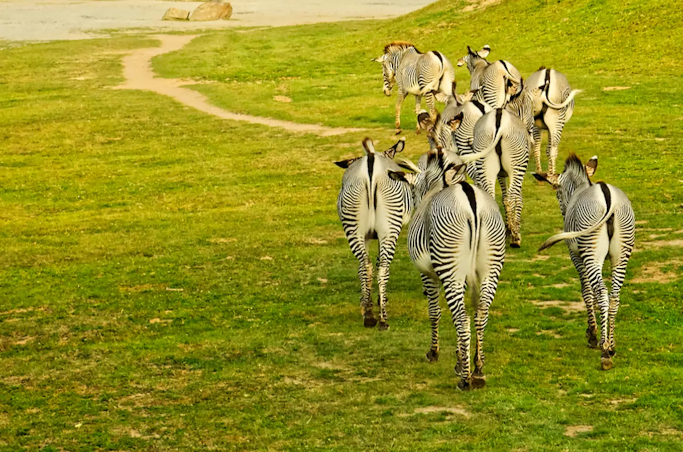 V Zoo Dvůr Králové si vychutnáte pravé Africké safari