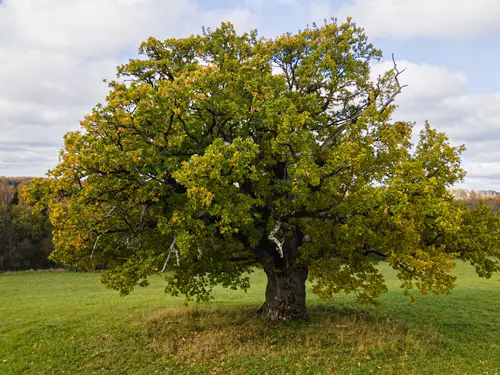 Estonsko - Viiraltův dub