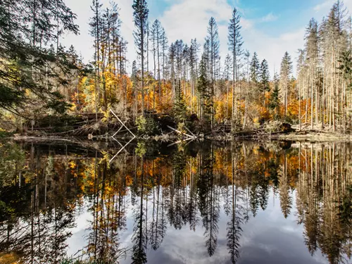 Rozhledna Boubín – rozhled doprostřed pralesa