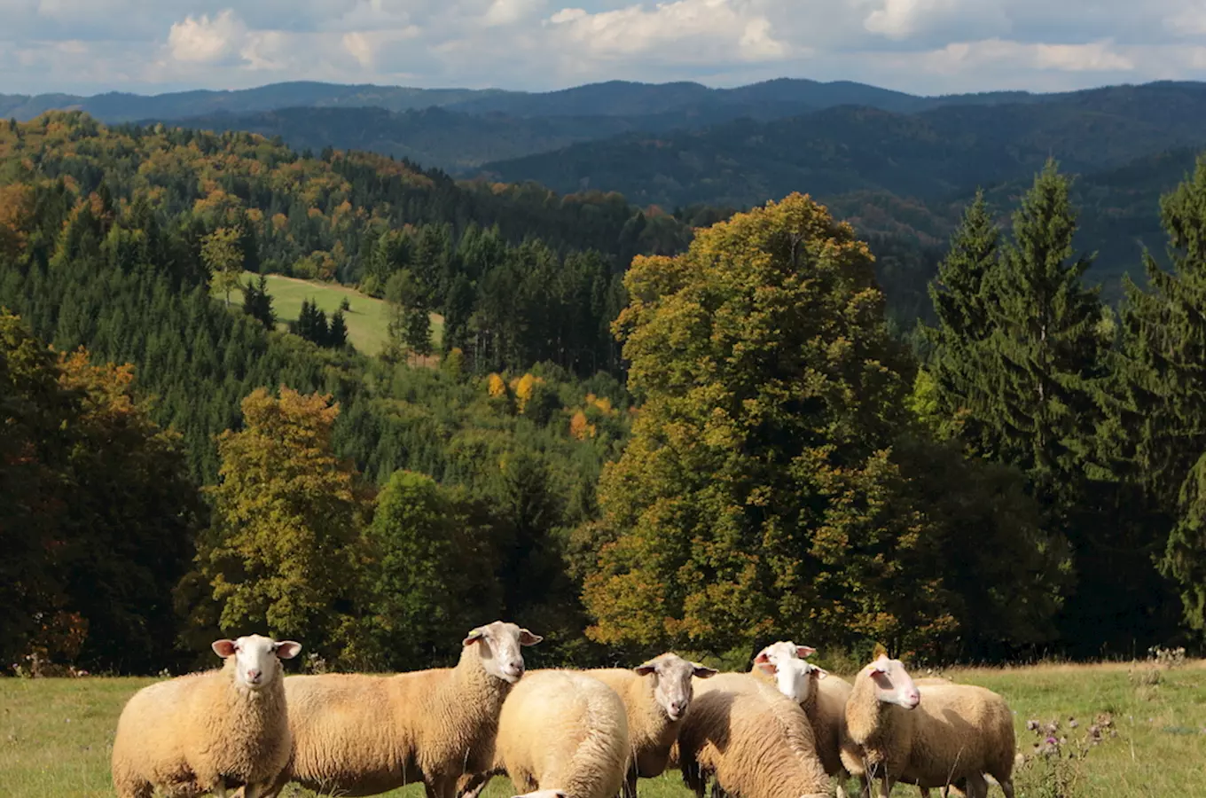 Víkend ve Velkých Karlovicích bude ve znamení sýrů