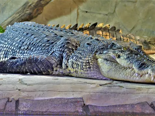Přijeďte do Protivína za unikátními krokodýly – některé si můžete dokonce i pohladit