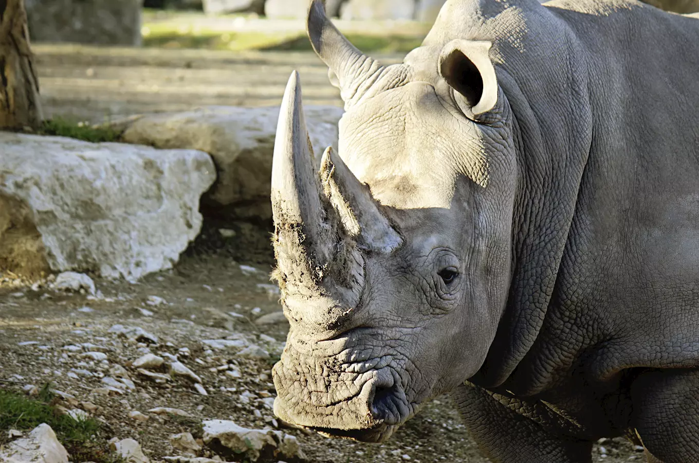 Cílem pálení je upozornit verejnost, že situace nosorožcu ve volné prírode je kritická
