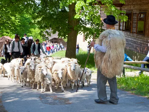 Velký redyk ve Valašském muzeu – slavnostní výhon ovcí na salaš