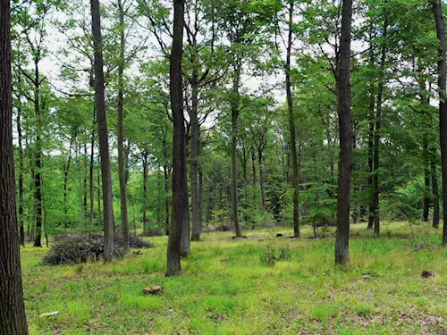 Lesnický park Podkomorské lesy