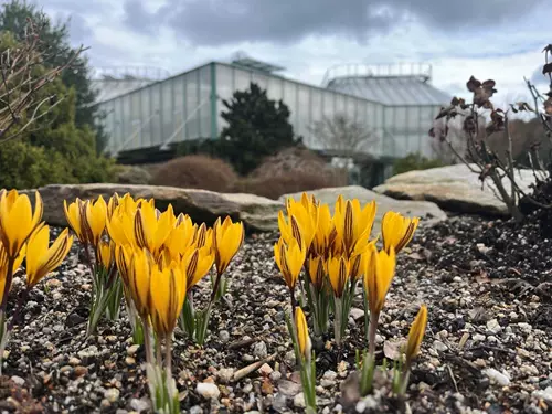 Květy jara v Botanické zahradě v Libereci