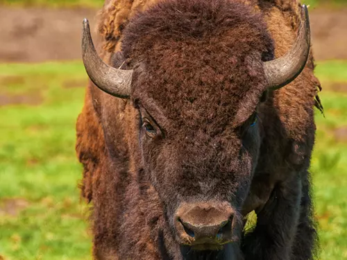 Výběh bizonů ve Vysokém Chvojně