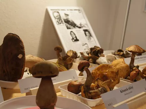 Výstava hub v šumperském muzeu