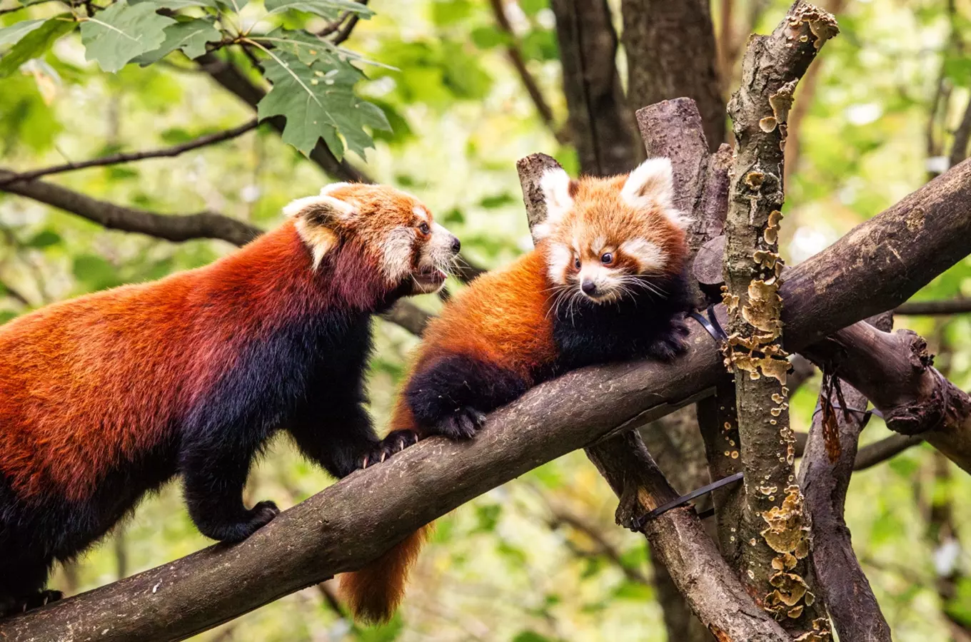 Podzimní prohlídky lákají do ostravské zoo i na pandy červené