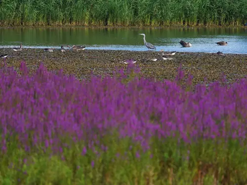 Ptačí park Kosteliska u Dubňan