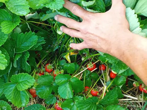 Jahody Božice – samosběr u Štefana Turoně na Znojemsku