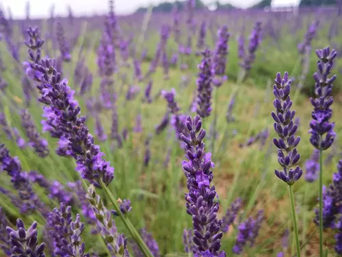 Levandulová farma, levandulové pole Levandule de Žermanické moře - de Levandule Zdroj: https://www.kudyznudy.cz/aktivity/nova-aktivita